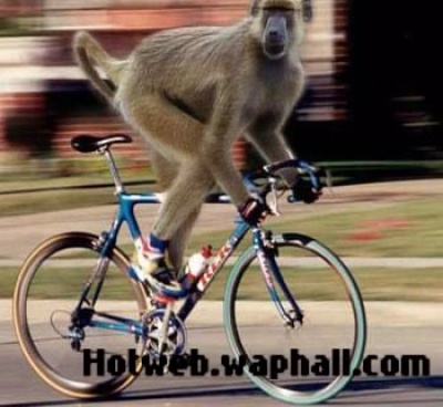 Monkey-the-rider-hotweb.waphall funny pix 1